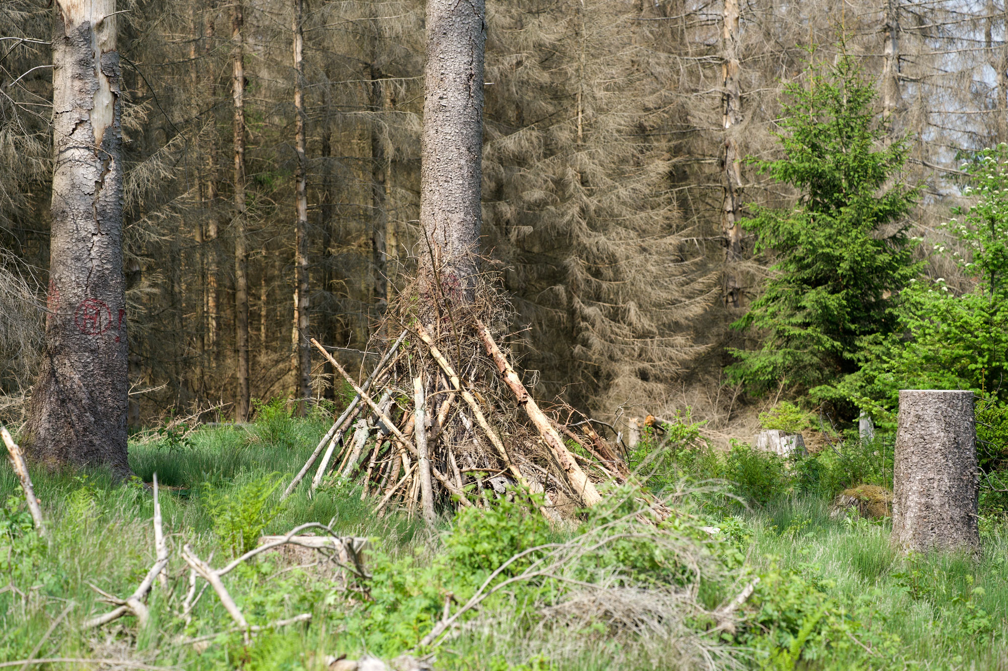 Foto von Ameisenschutz aus Baumstämmen, die über einem Ameisenhaufen an tote Fichte gelehnt sind