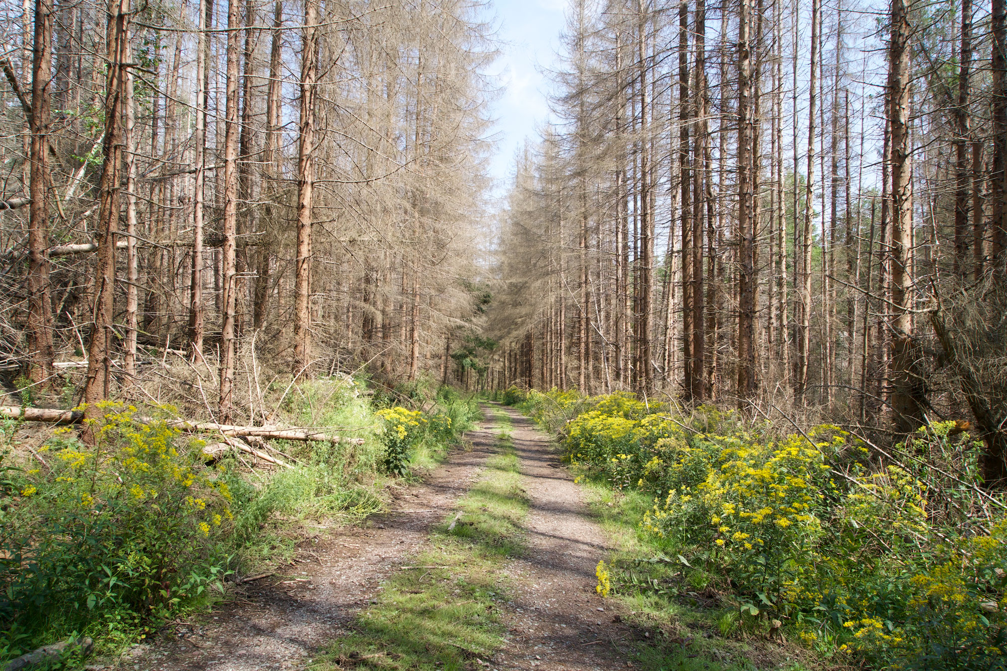 Foto eines sommerlichen Waldwegs, an dem links und rechts junge abgestorbene Fichtenstämme stehen. Untendrunter wachsen gelbe Blumen.